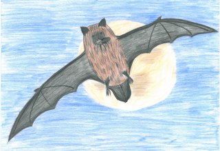 Bat with insect in its mouth // &copy; M&uuml;ritzeum
