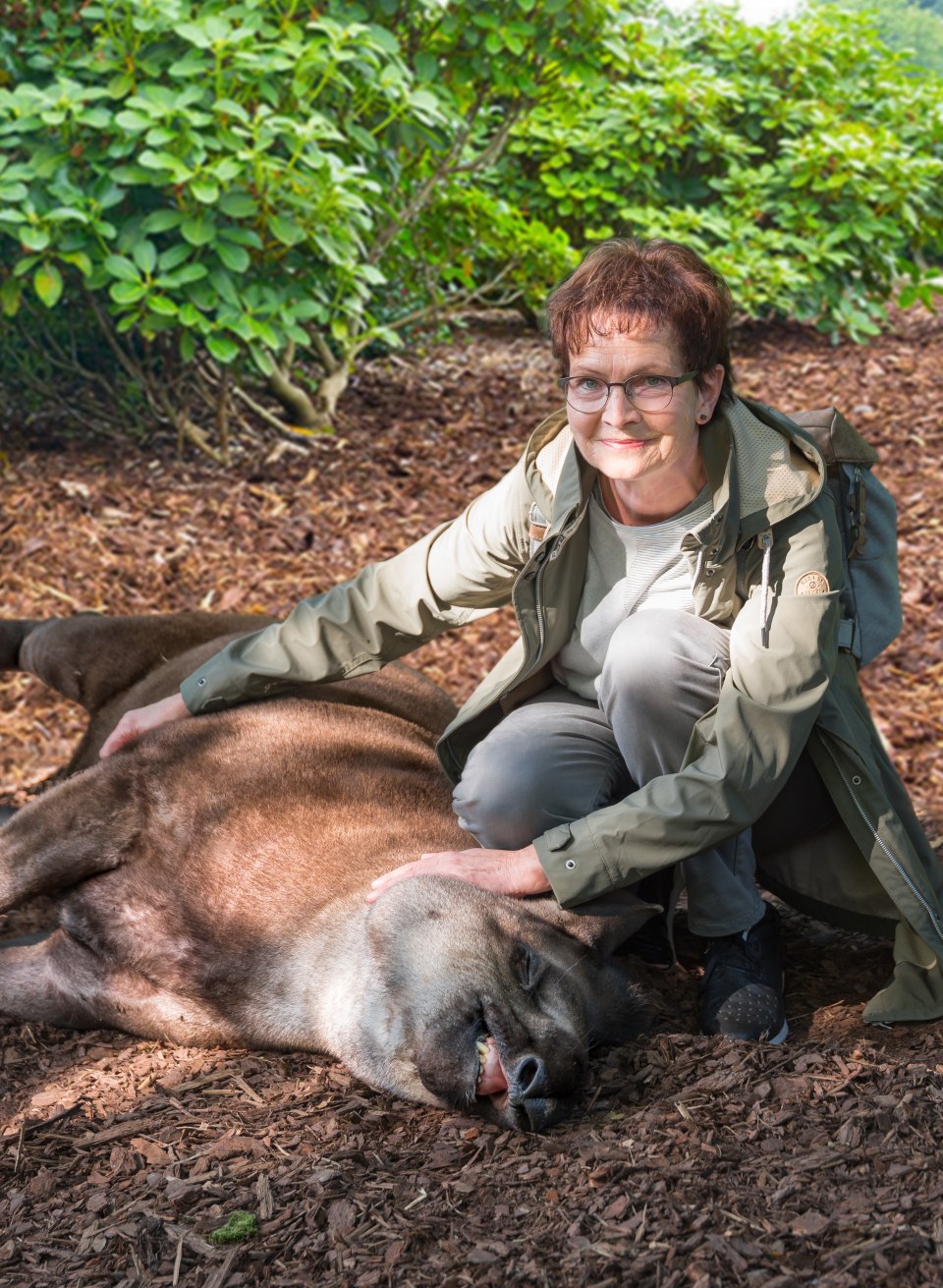 An animal lies on its side and is being cuddled by a visitor.