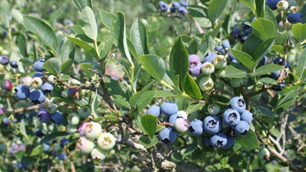 Grootste producent van blauwe bessen in Mecklenburg-Vorpommern - teelt op 21 ha, © AG Chemnitz