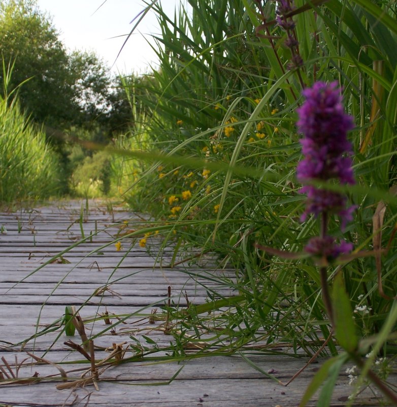 &copy; Kurverwaltung Feldberger Seenlandschaft