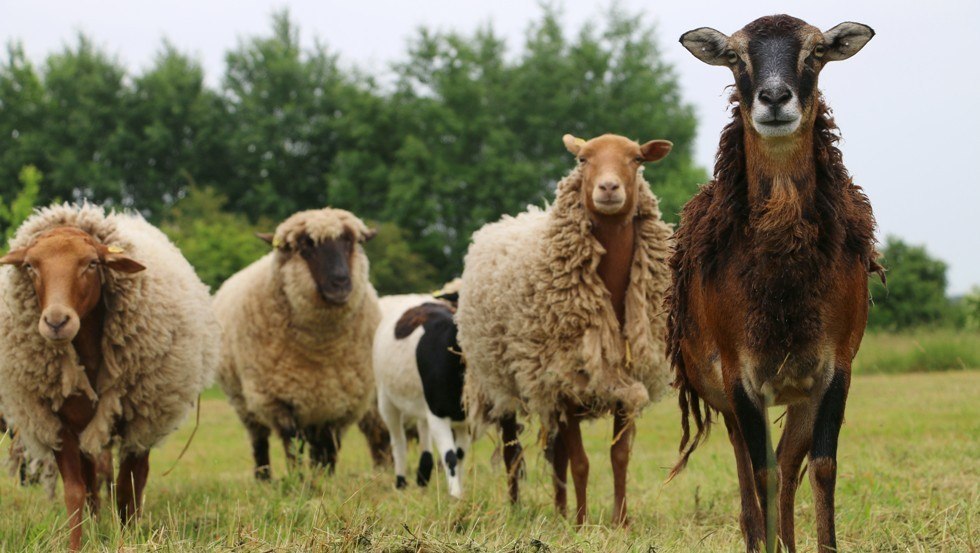 Owce mają dużo miejsca w krainie zwierząt, © Stiftung Tiernothilfe