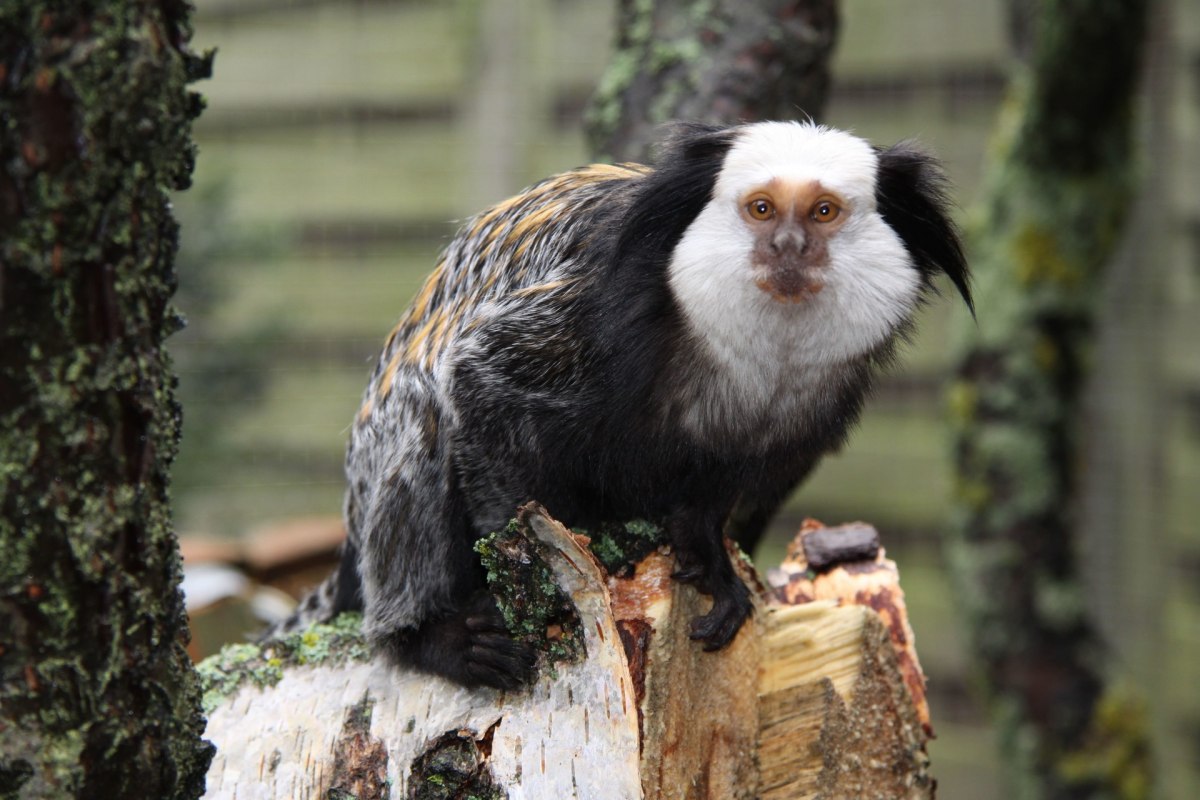 Tropikalne Zoo Bansin, &copy; Tropenzoo_Bansin_Marcel_Piper