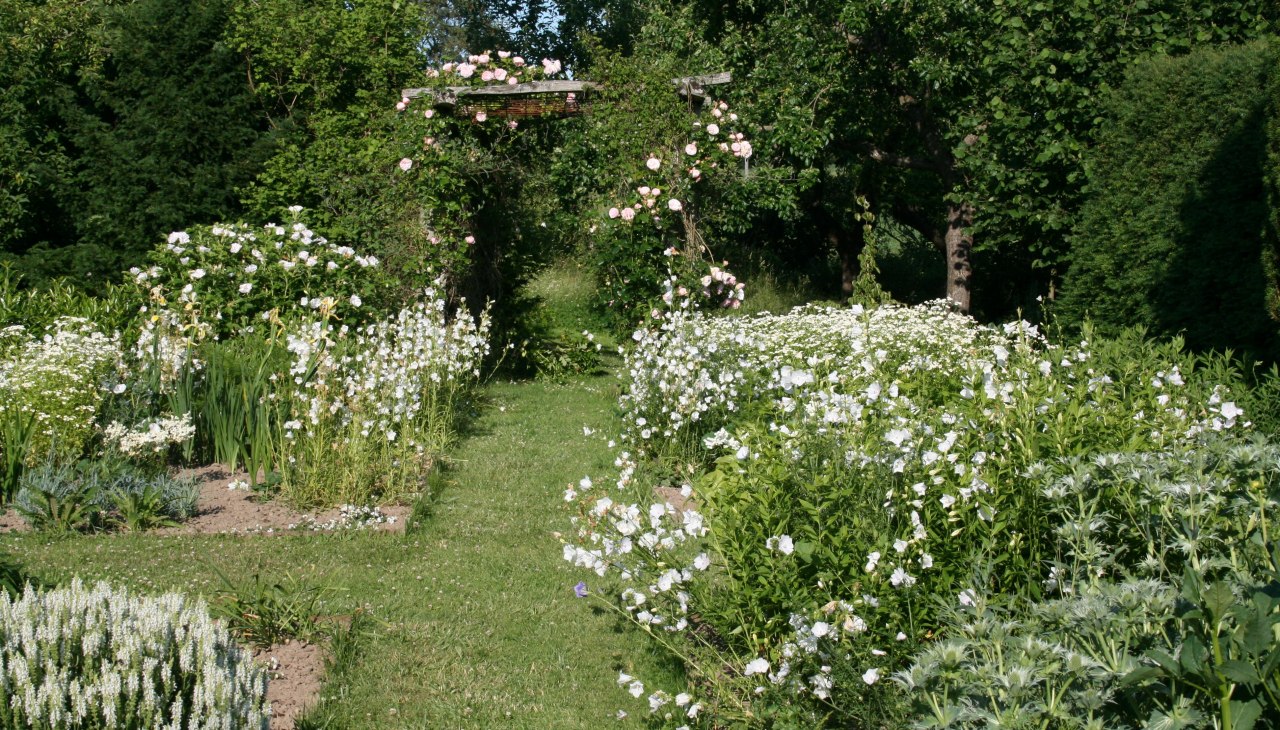 De witte tuin ontvouwt zijn pracht in de schemering. Hier zie je witbloeiende zomerbloemen, vaste planten en heesters., © Dirk Endrulat De witte tuin ontvouwt zijn pracht in de schemering. Hier zie je witbloeiende zomerbloemen, vaste planten en heesters., © Dirk Endrulat