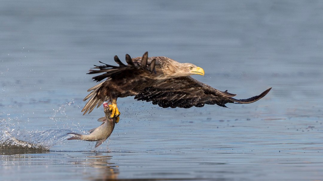 Udane poranne polowanie na ryby, © Eric Dienesch