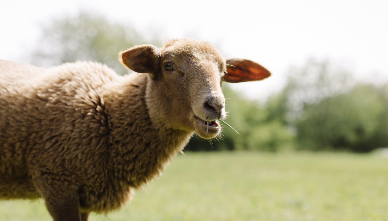 Valentina na pastwisku owiec, © Land der Tiere