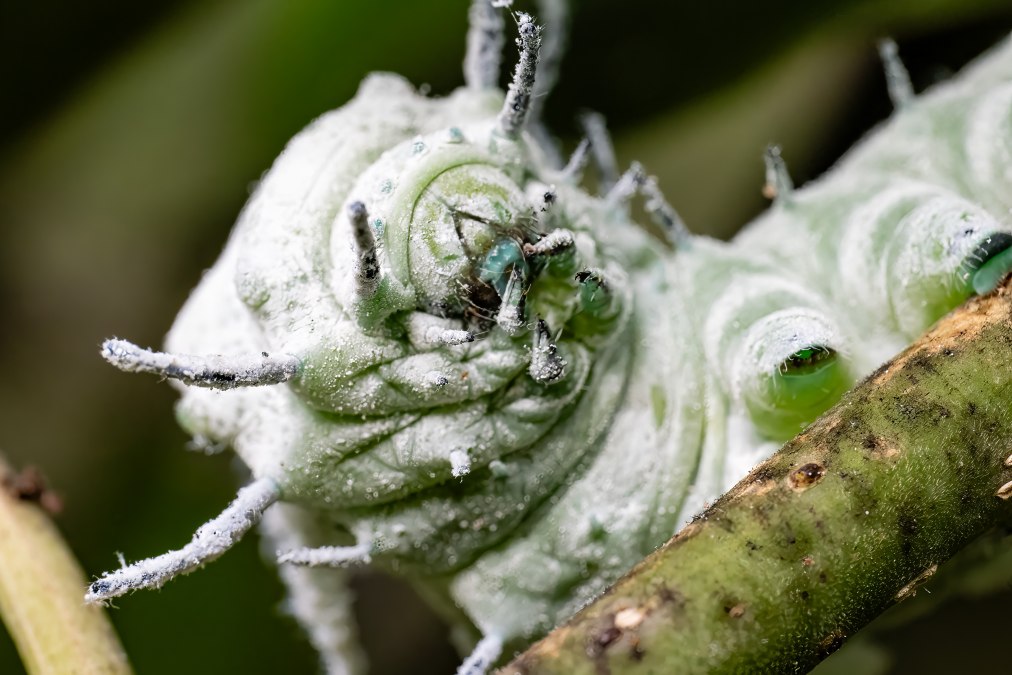 Raupe Atlasspinner 1, &copy; Schmetterlingswelt Kl&uuml;tz