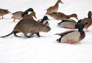Nutria zwischen Stockenten // &copy; W. St&uuml;rzbecher