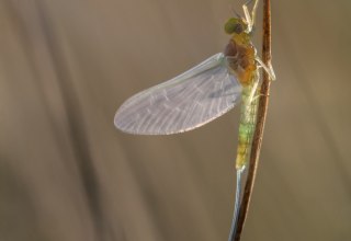 © Ralf Mittermüller