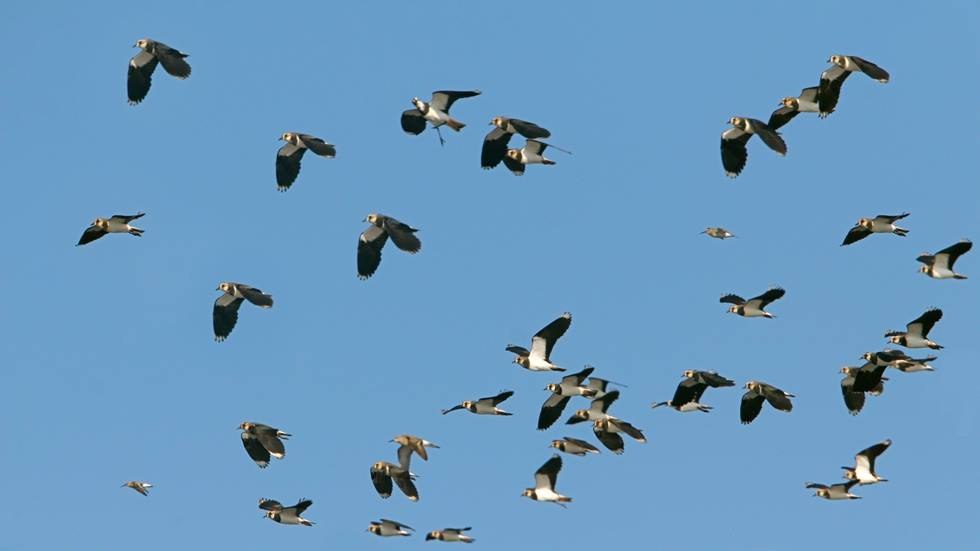 NSG fish ponds in the Lewitz - migrating lapwings, © Lewitzfotograf.de-Ralf Ottmann NSG fish ponds in the Lewitz - migrating lapwings, © Lewitzfotograf.de-Ralf Ottmann