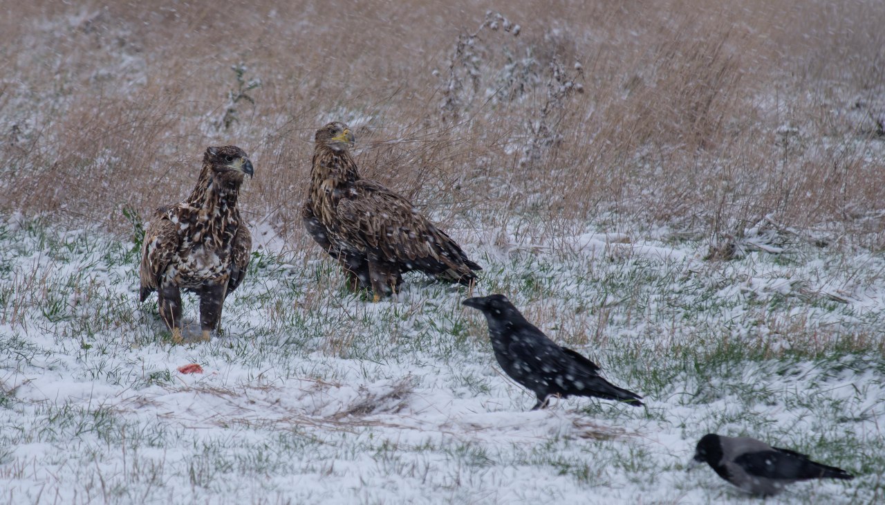 Dwa bieliki, kruk i wrona kapturowa., &copy; Hermann Roth