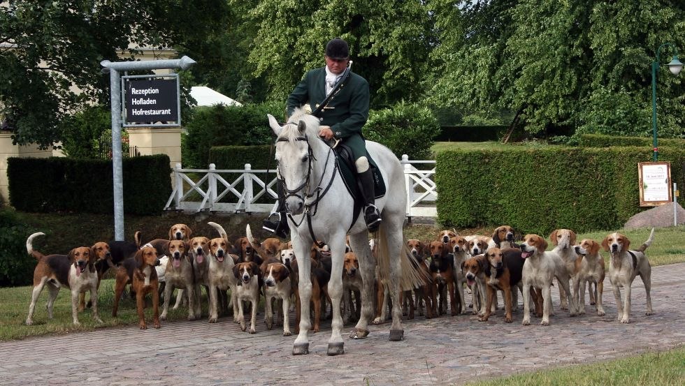 Mecklenburgse roedel tijdens hondentraining op woensdag en zondag op het Dalwitz vakantiedomein, © Mecklenburger ParkLand