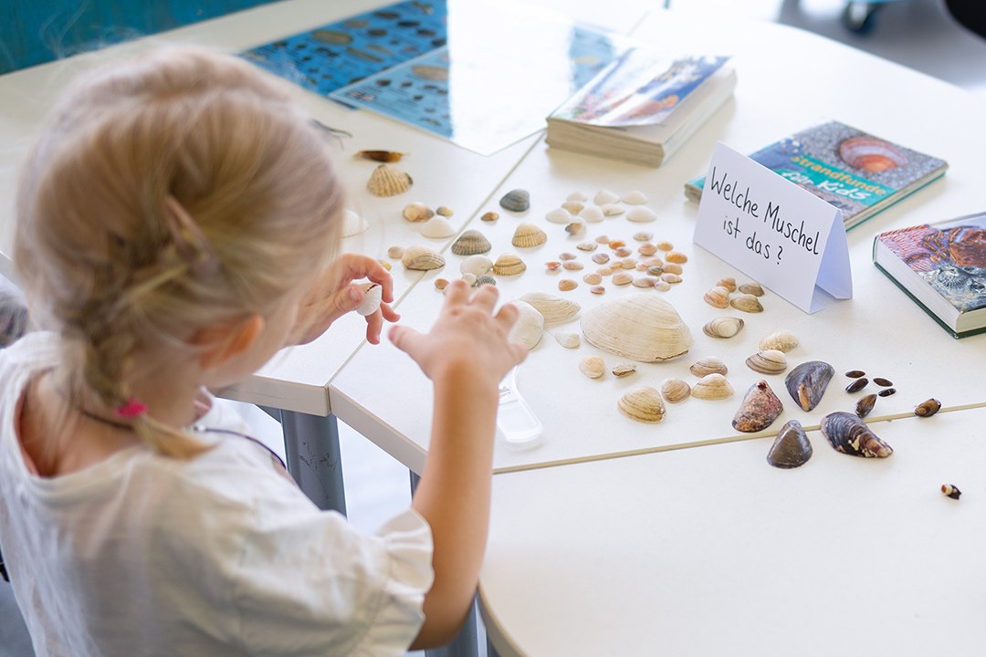 You can find many different kinds of seashells on the beach // © Anke Neumeister/Deutsches Meeresmuseum You can find many different kinds of seashells on the beach // © Anke Neumeister/Deutsches Meeresmuseum