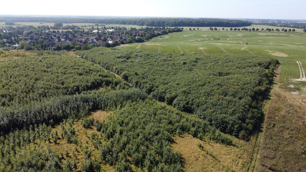 Klimawald Haren Steinfeld // &copy; Landesforst MV