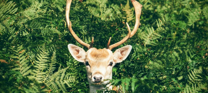 Natur- und Wildwoche in Graal-M&uuml;ritz | 17. &ndash; 24. Oktober 2025 // &copy; Foto von Chris Greenhow auf Unsplash