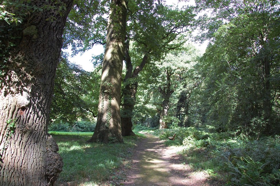 Wiele starych, gigantycznych drzew można zobaczyć w Dammereezer Landscape Park. // © Gabriele Skorupski Wiele starych, gigantycznych drzew można zobaczyć w Dammereezer Landscape Park. // © Gabriele Skorupski