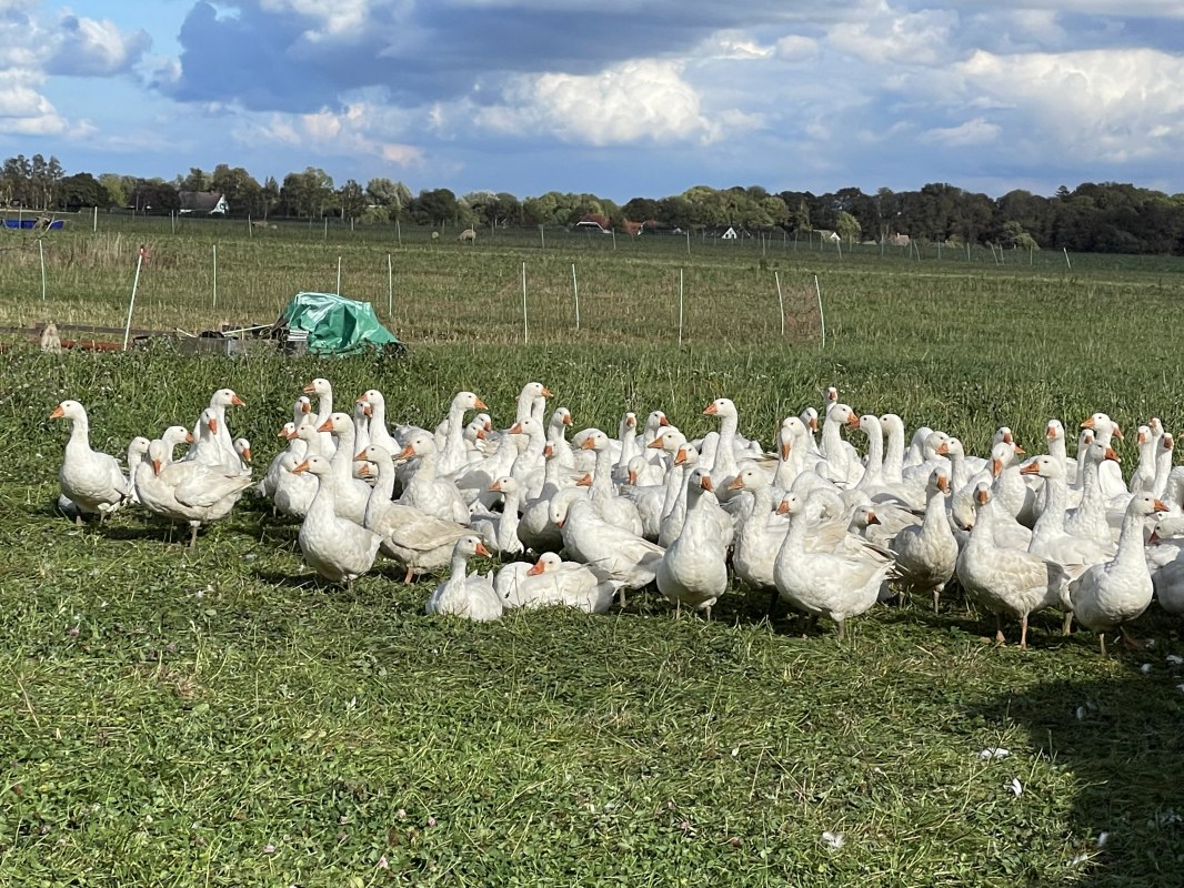 IMG_9484, © TZ Südliche Boddenküste IMG_9484, © TZ Südliche Boddenküste