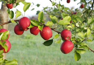 Gelungene Veredelung // &copy; Evelin Kartheuser