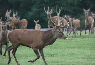 Wildpark op 35 ha voor damherten en edelherten, dieren worden levend op de markt gebracht of het wildvlees kan worden gekocht in de eigen boerderijwinkel, © AG Chemnitz