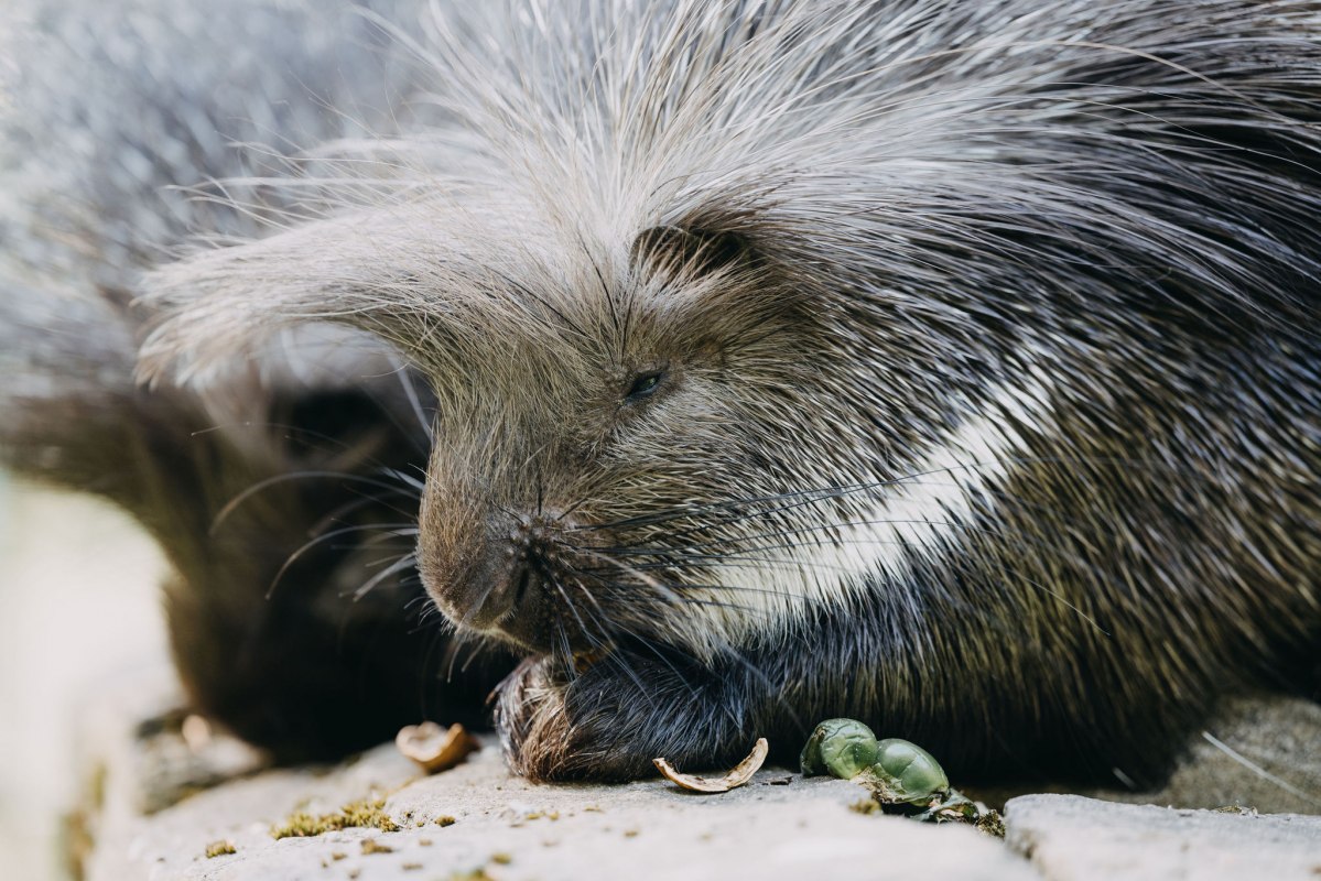TheresaLangeFotografie_TIERGARTEN_NEUSTRELITZ_043, &copy; Theresa Lange Fotografie