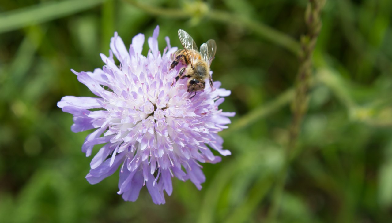 Humming and buzzing everywhere in the garden of wild herb farm Winkelkraut, © Wildkräuterhof Winkelkraut / Antje Conrad
