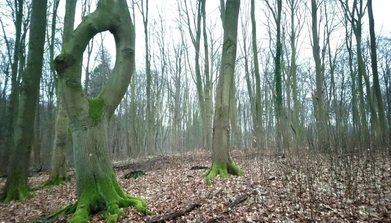 Needle-ear beech, &copy; Jana Koch
