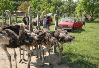 © Straußenhof Brandt © Straußenhof Brandt