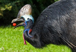 Kasuaris bij het eten van tomaten // © Vogelpark Marlow Kasuaris bij het eten van tomaten // © Vogelpark Marlow
