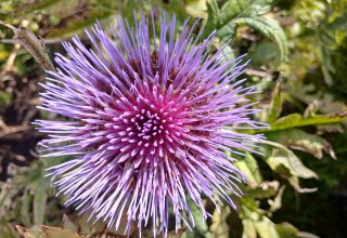 Artichoke Blossom // &copy; Angela Pfennig