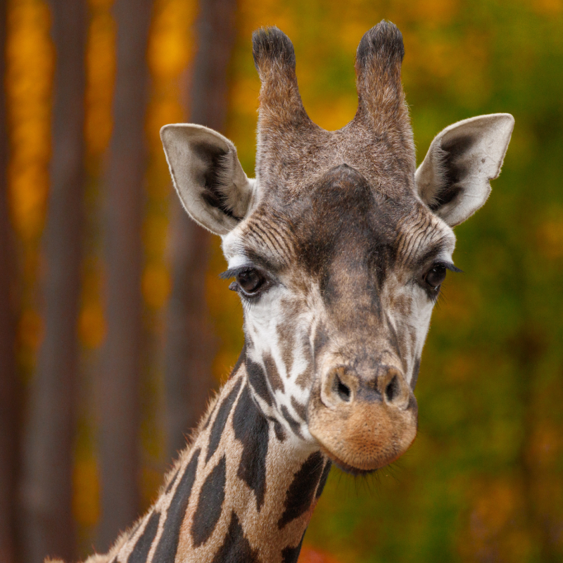 © Zoo Schwerin © Zoo Schwerin