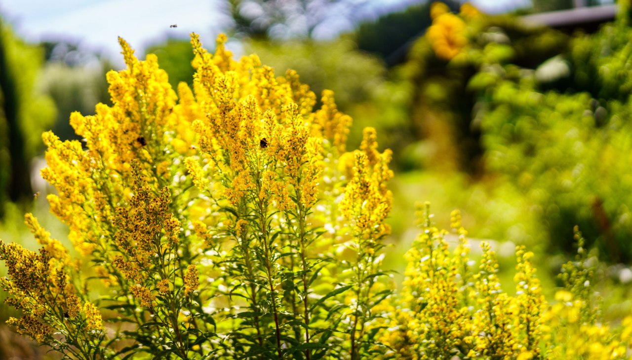 Klasztorny ogród ziołowy Himmelpfort, © André Wirsig