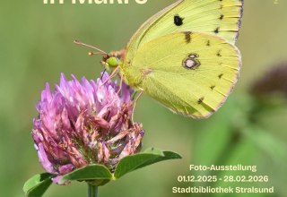 © Stadtbibliothek Stralsund © Stadtbibliothek Stralsund