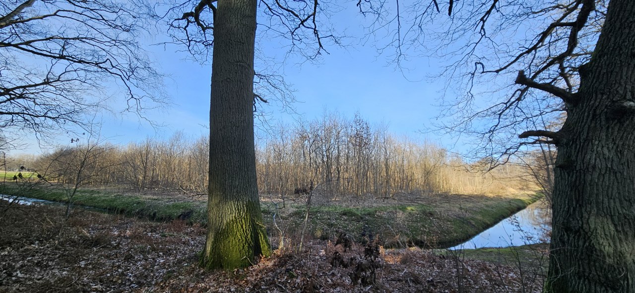 Trees have been growing in the Koserow climate forest (Island of Usedom) since 2011 // © Landesforst MV Trees have been growing in the Koserow climate forest (Island of Usedom) since 2011 // © Landesforst MV