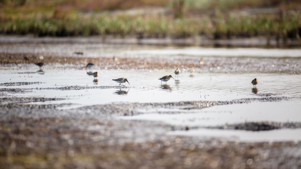 Ongerepte natuur op het vogeleiland Langenwerder, © Liene Photografie Nadine Sorgenfried