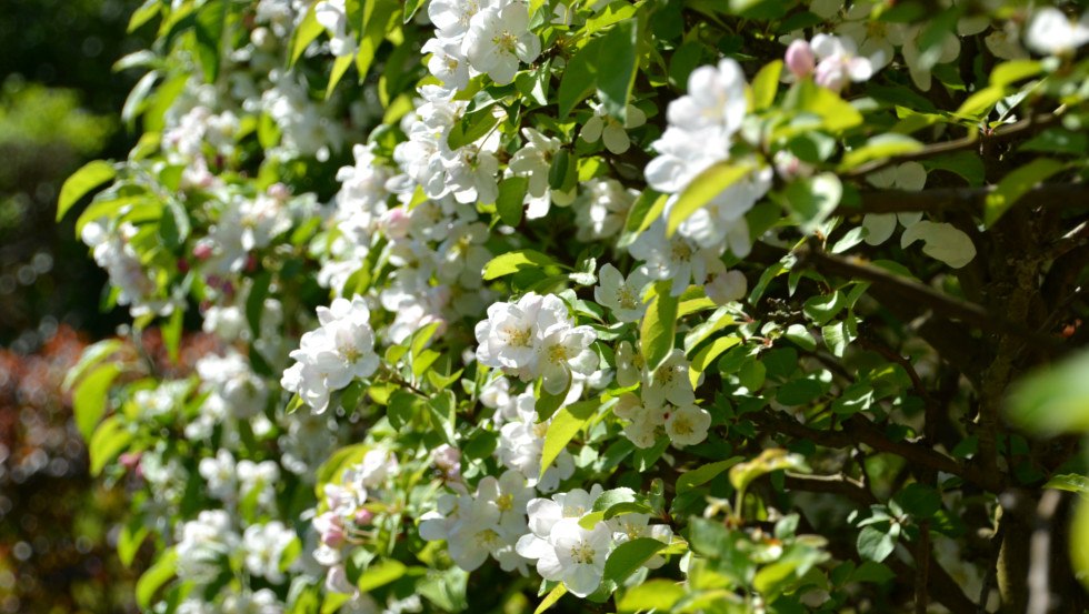 Detail hedge garden Schwerin // © Tourismusverband Mecklenburg-Schwerin Detail hedge garden Schwerin // © Tourismusverband Mecklenburg-Schwerin