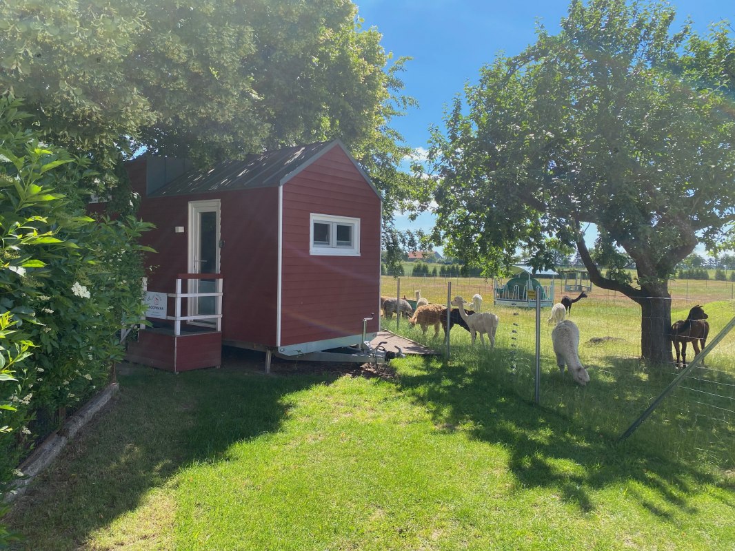 Tiny house with a view of the alpacas // &copy; Alpaka Idylle