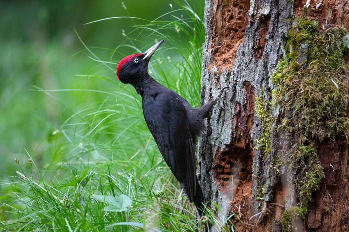 Leitmotif_NDNFT_2026_Schwarzspecht_OliverRichter_Reservix, &copy; Oliver Richter