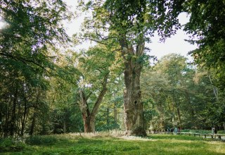 Knoestige stammen torenen de hemel in, hun bast vertelt over eeuwen. De Ivenack eiken behoren tot de oudste bomen van Duitsland en staan in het natuurreservaat bij Stavenhagen. Licht valt door het dichte bladerdak en baadt de bosbodem in een zacht groen - een plek die ontzag inboezemt. // &copy; 1000seen.de