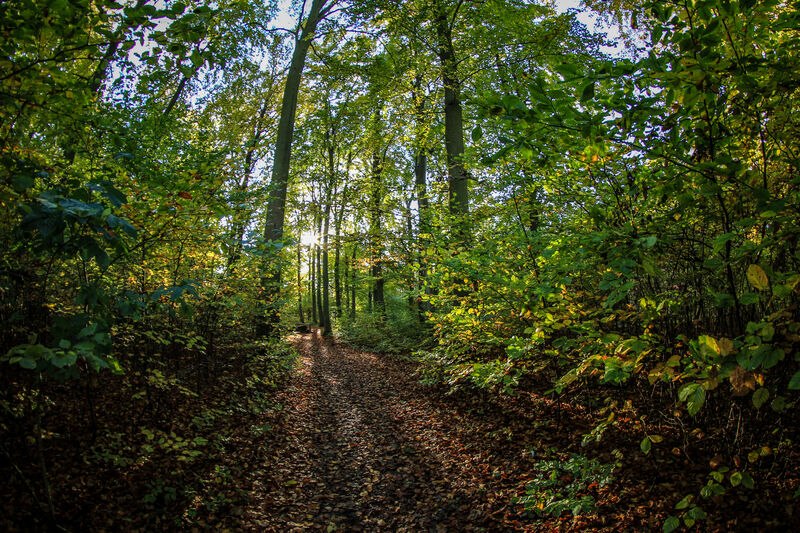 Spa en geneeskrachtig bos in Heringsdorf op Usedom, © Andreas Dumke