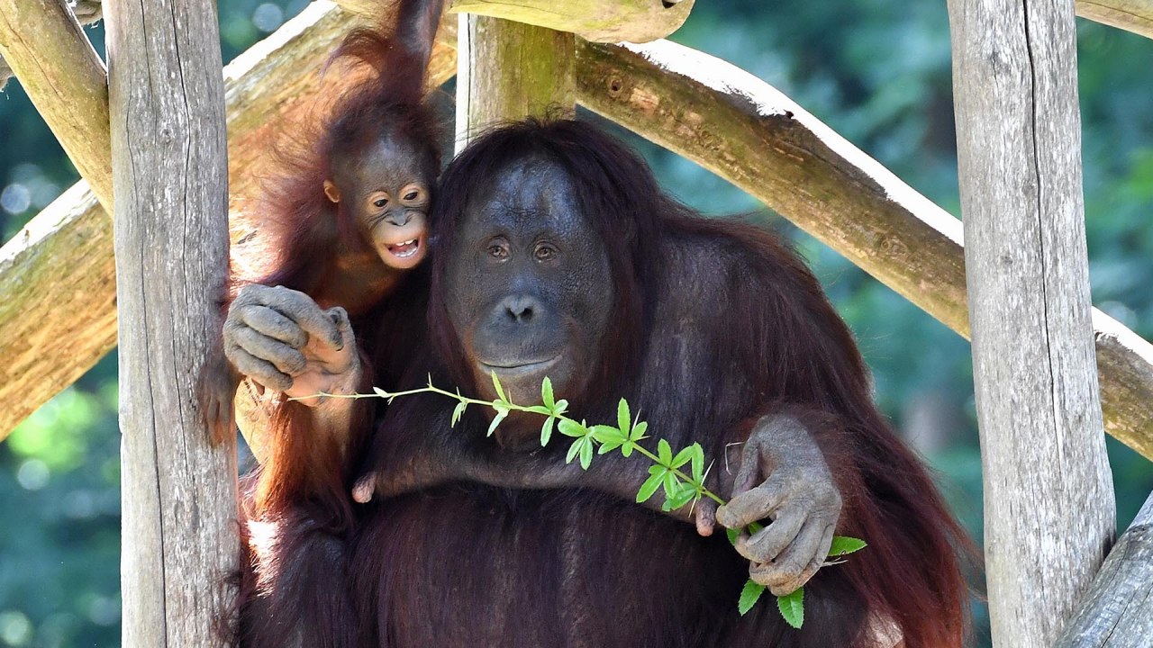 Orangutan Day at the Rostock Zoo. // © Zoo Rostock/ Kloock Orangutan Day at the Rostock Zoo. // © Zoo Rostock/ Kloock