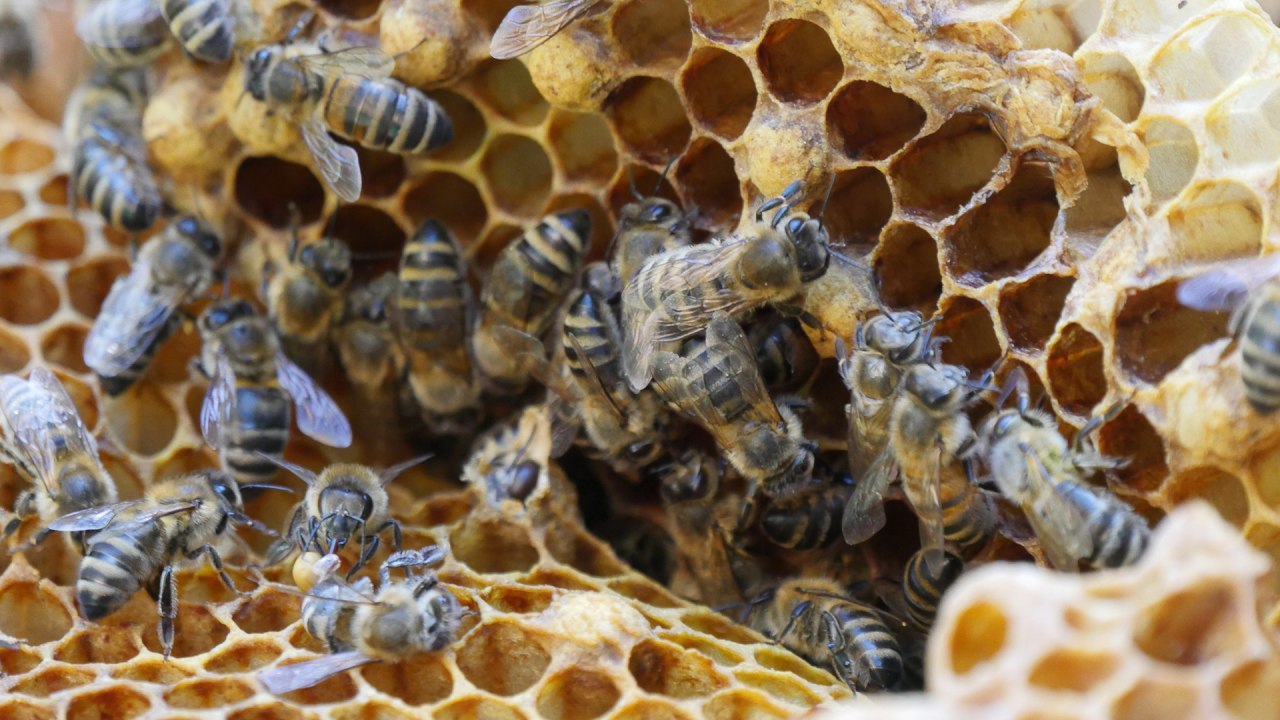 Bees and honeycombs at Rostock Zoo. // &copy; Zoo Rostock/ Seemann