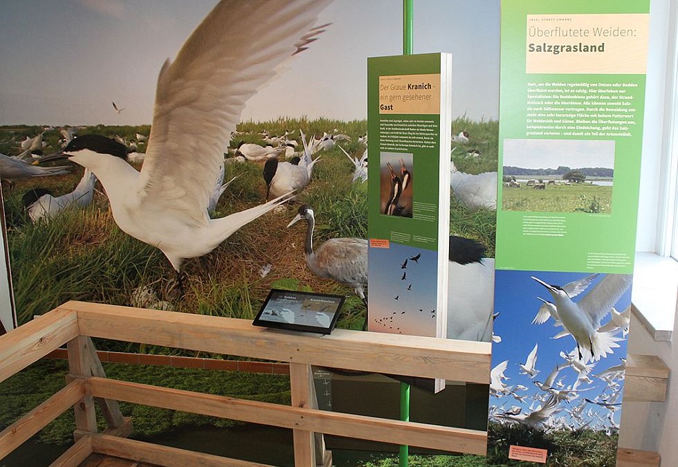 De tentoonstelling in Waase toont de flora en fauna van het Nationaal Park Vorpommersche Boddenlandschaft., © Stephan Macke