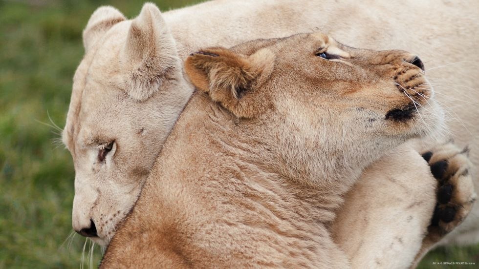 De witte leeuwin Ava en haar zus Jade, © Gerald Pfaff, Erlebnis- & Tigerpark Dassow