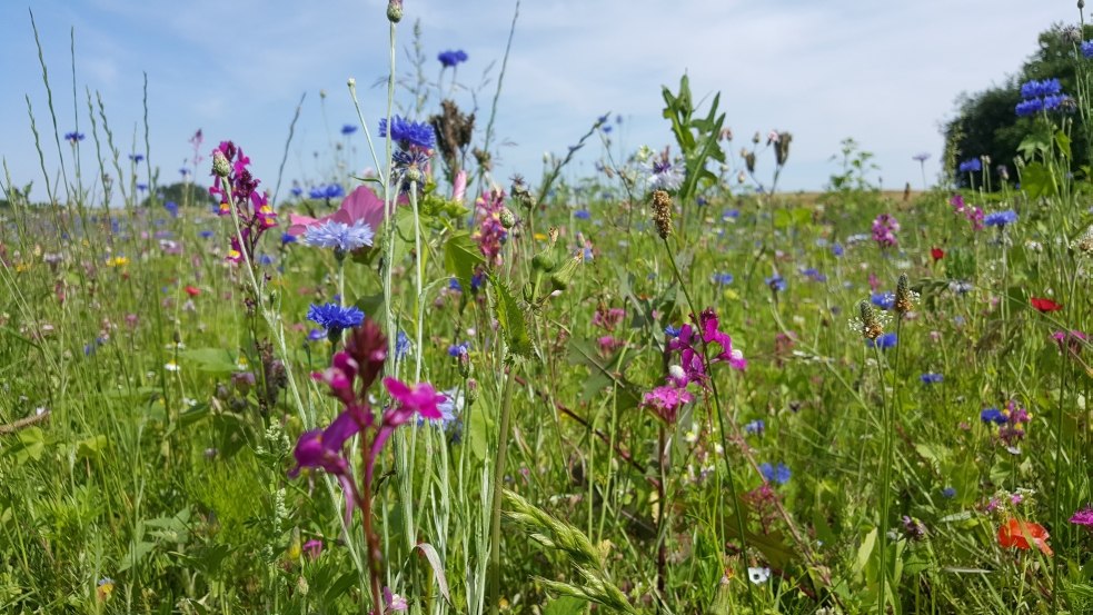 Wild flower meadow at the Wandelweg Sietow // &copy; MV-T/UB