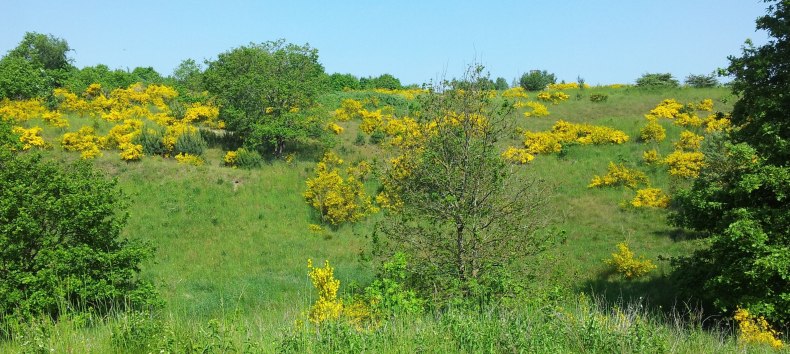 © Biosphärenreservatsamt Südost-Rügen
