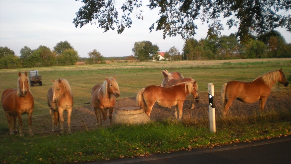 De Haflingers van Haflingerhof-Tack wachten op je // &copy; Haflingerhof Tack/ Volker Tack