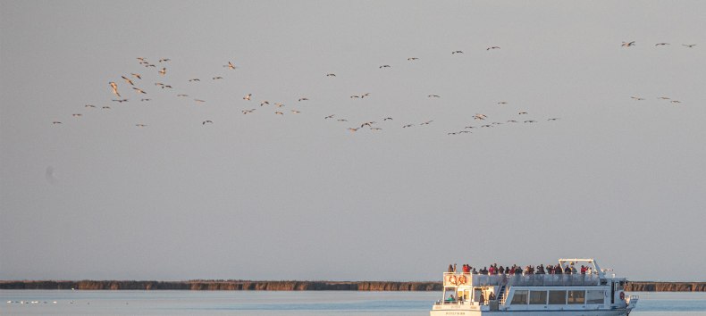 Watch the fascinating natural spectacle of the majestic cranes on a boat tour from Stralsund through the National Park of Vorpommersche Boddenlandschaft to the cranes' roosting site near "Pramort"., &copy; Wei&szlig;e Flotte GmbH