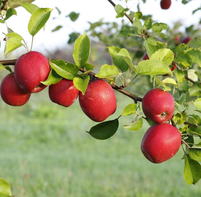 &copy; Evelin Kartheuser