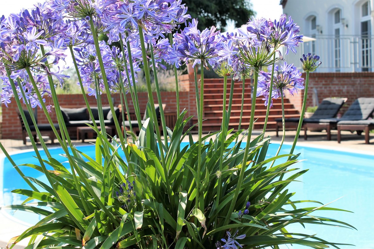 Outdoor pool // © Sabine Schwanzer Outdoor pool // © Sabine Schwanzer