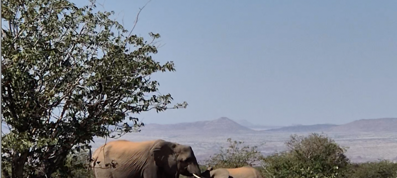 zwei Elefanten in der W&uuml;ste von Namibia // &copy; Anke Th&auml;tner