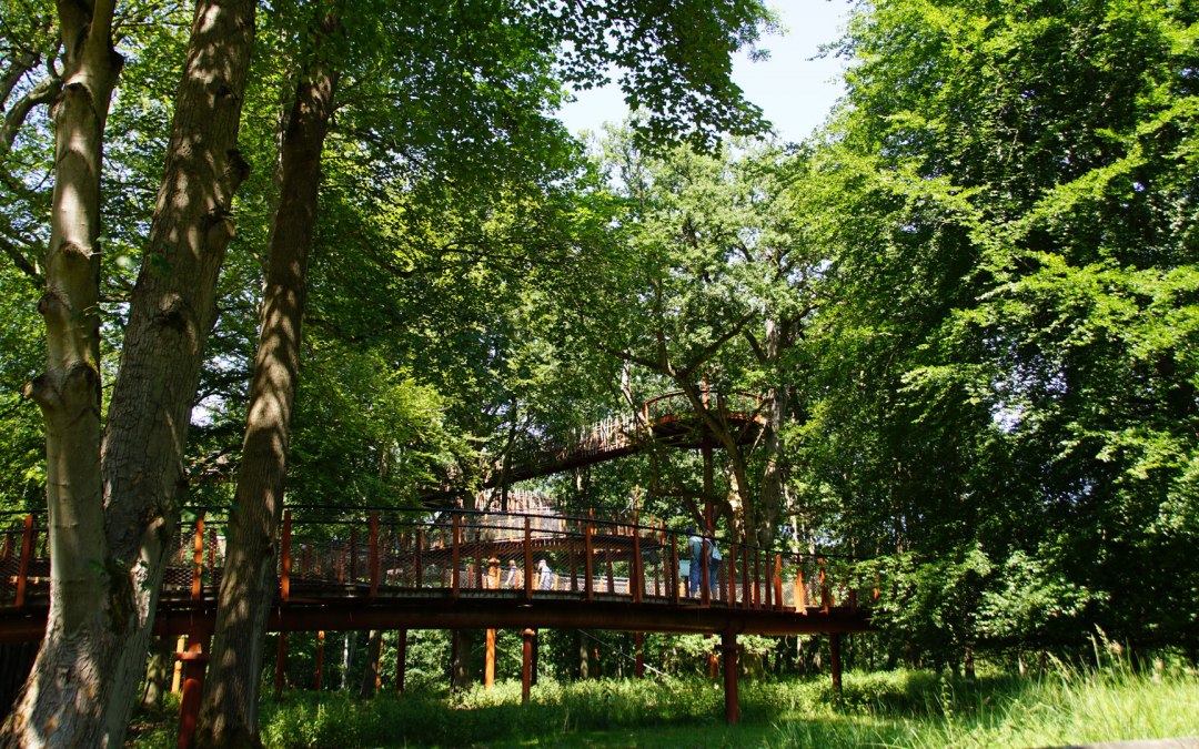 baumkronenpfad-im-hutewald, © Landesforst MV